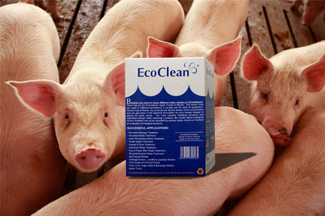 Vi sinh xử lý nước thải chăn nuôi - EcoClean 501